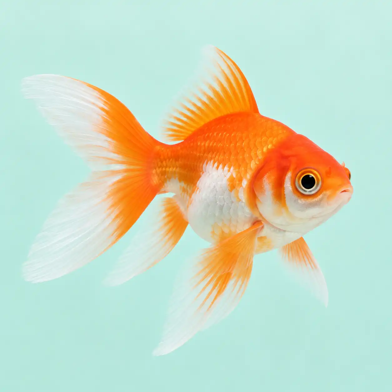Categoria Acuario y peces