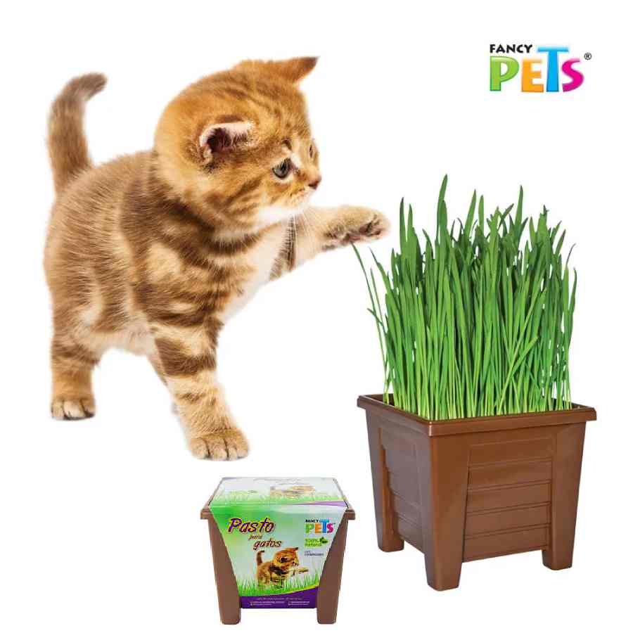 Pasto para gatos en cajita