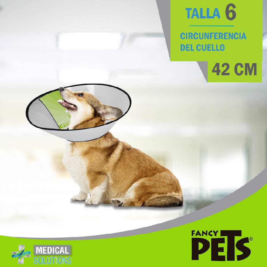 Collar isabelino talla 6