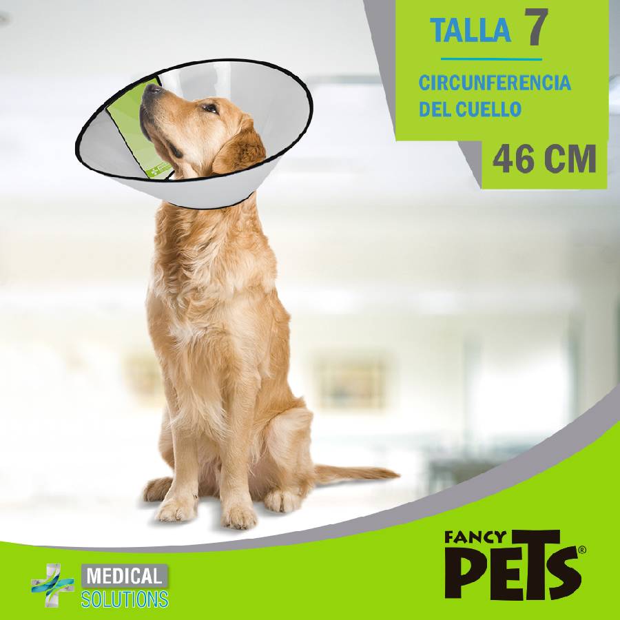 Collar isabelino talla 7