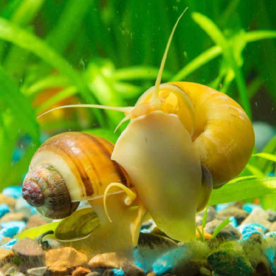 Caracol mazano