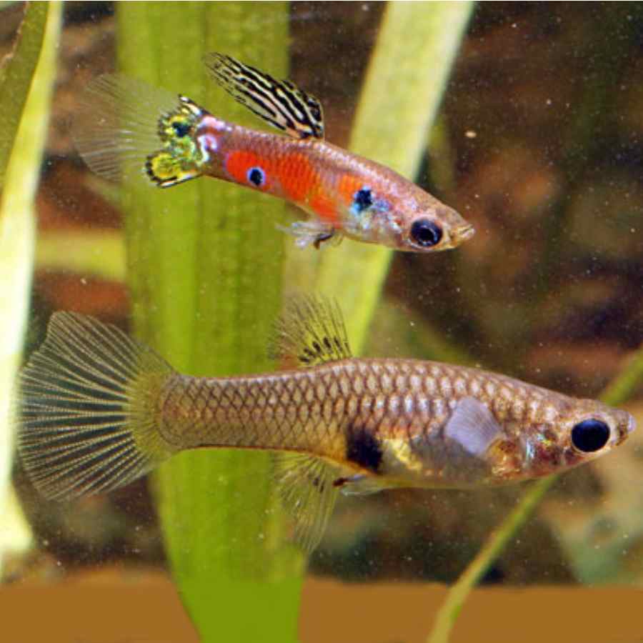 Pez pareja de guppy
