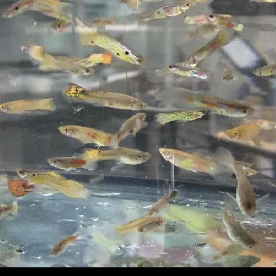 Pez de alimento