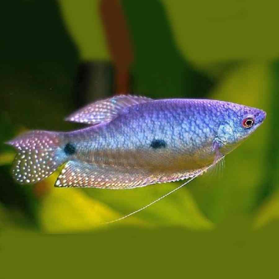 Pez guramy azul