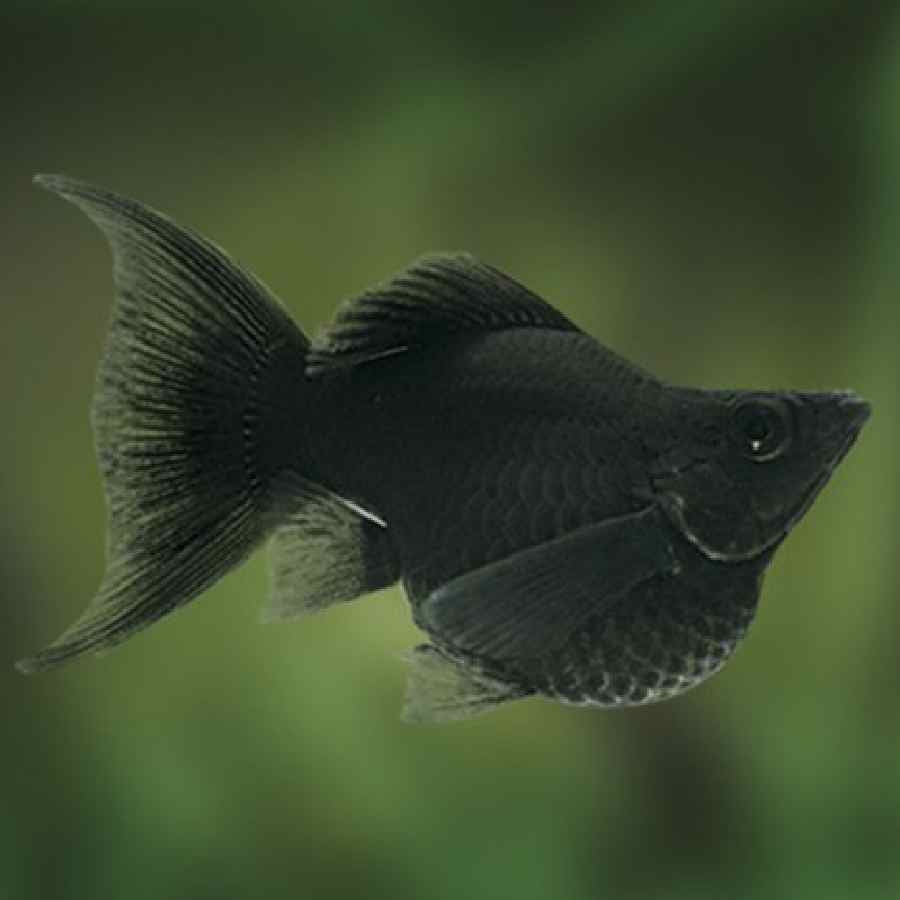 Negro