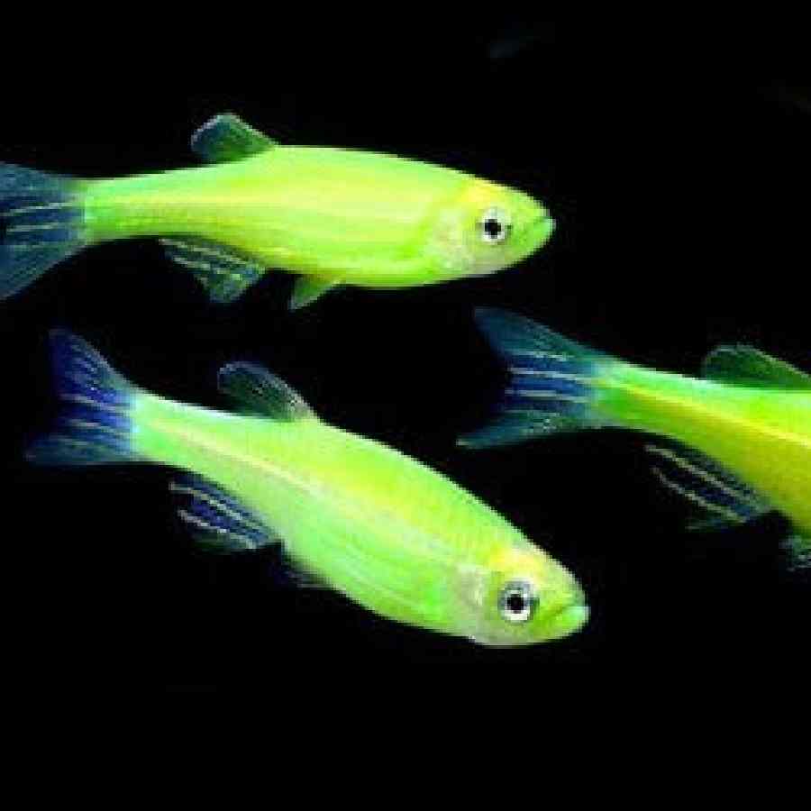 Pez cebra verde neón