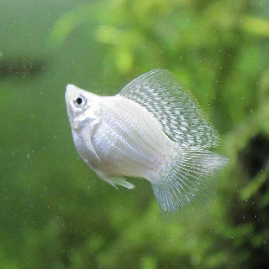 Pez molly balón blanco