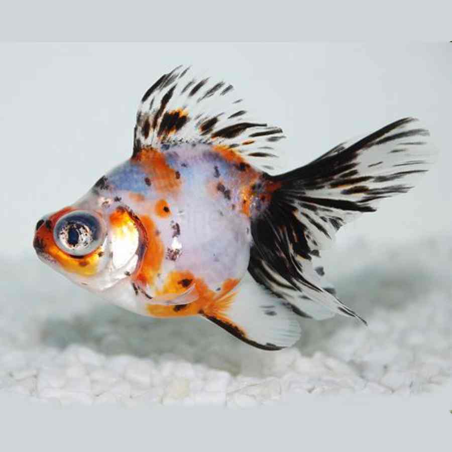 Pez moro calico chico