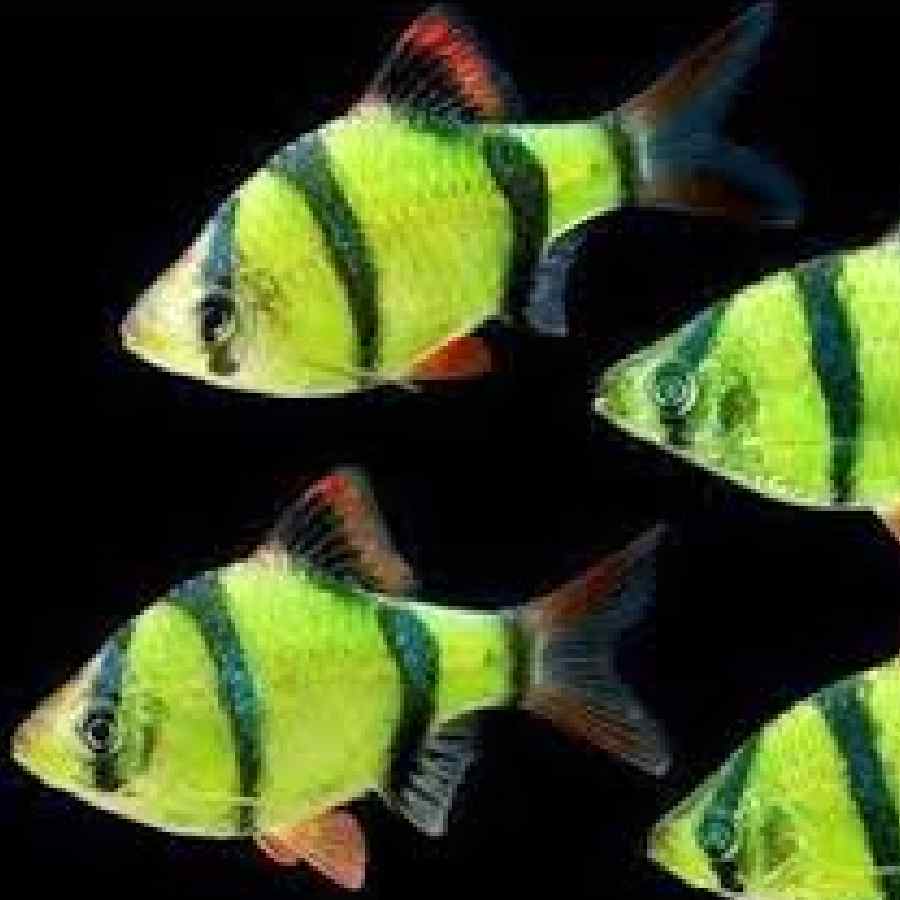 Pez sumatrano tigre verde