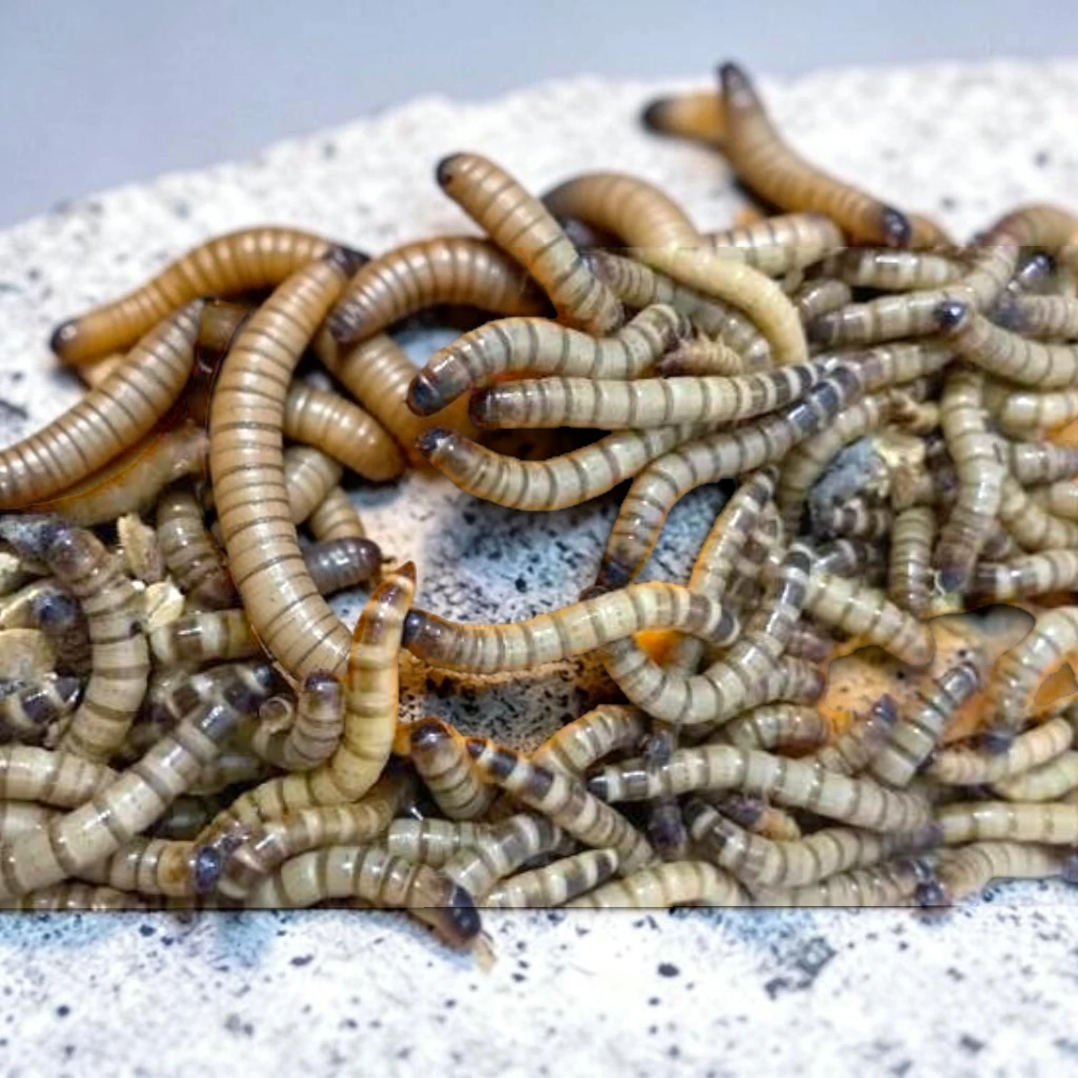 Alimento vivo larva de zophoba (gusano rey) 1 kg