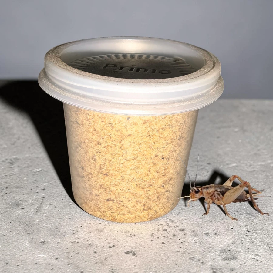 Alimento chico para grillo